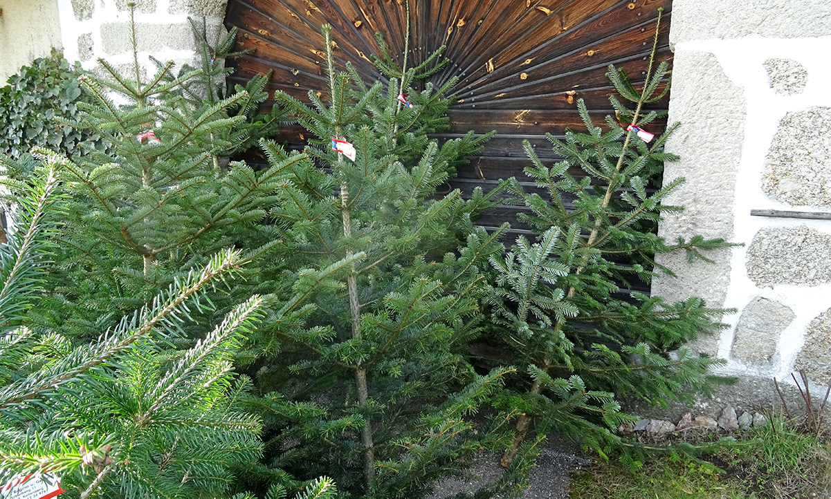 Christbäume_Biohof_Offenschlager